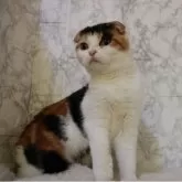 スコティッシュフォールド(折れ耳)【埼玉県・女の子・2025年5月24日・キャリコ】の写真9