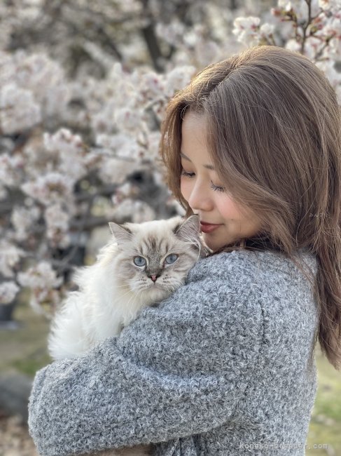 ぴの｜葛城　真来(かつらぎ　まき)ブリーダー(福岡県・ラグドール・CFA/TICA/ICC登録)の紹介写真2