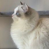 ラグドール【・女の子・2022年10月11日・ブルーポイントバイカラー】