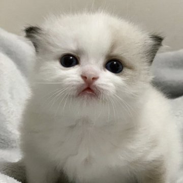 ラグドール【福岡県・女の子・2025年9月29日・シールポイントバイカラー】の写真「もちもちフワフワ🐏
ぱぱそっくり✨」