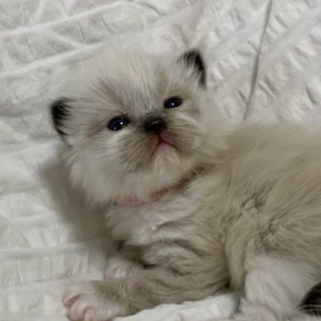 ラグドール【福岡県・女の子・2025年11月14日・シールリンクスポイントミテッド（柔らかく軽やかな毛質）】の写真「まんまるお顔のくまさんみたい🐻」