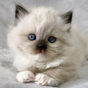 ラグドール【福岡県・男の子・2025年11月14日・シールポイントミテッド】の写真「口元ふっくら♡」