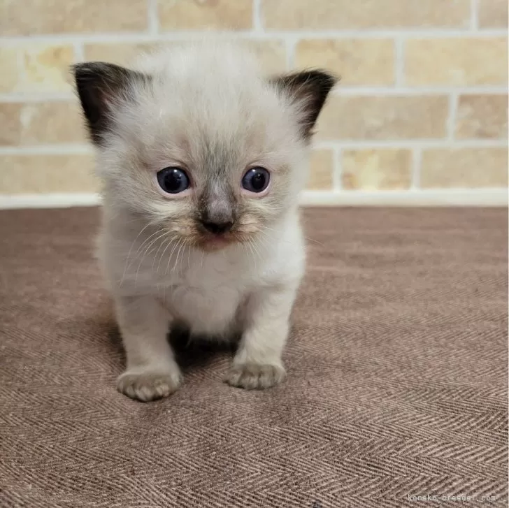 ID：2402-02444の子猫