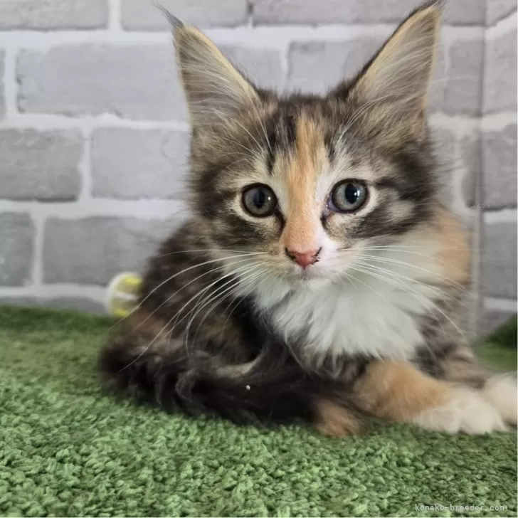 ID:2407-01206の子猫