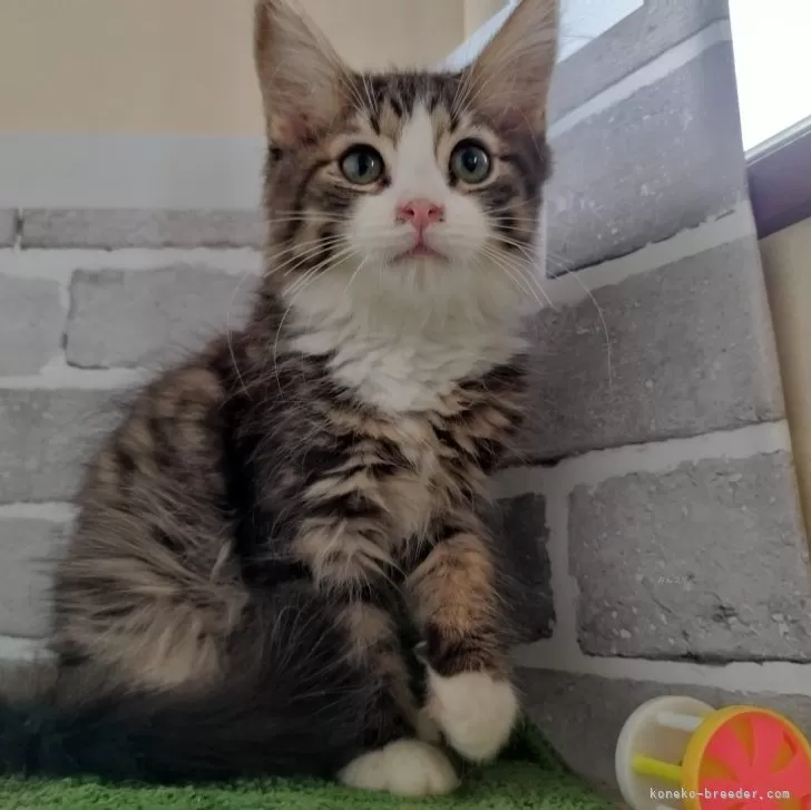 ID：2407-01210の子猫