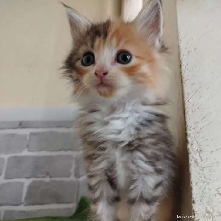 ID:2407-01205の子猫