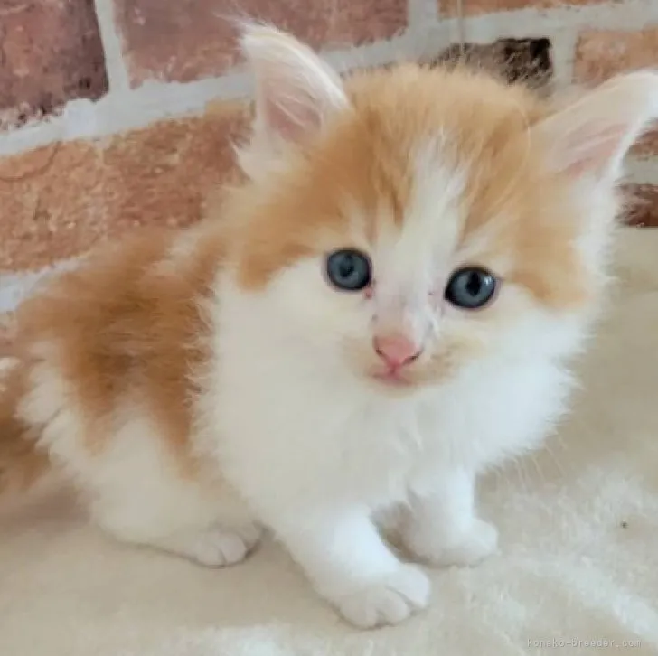 ID：2305-03272の子猫