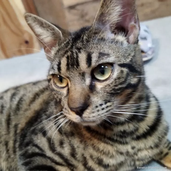 ID:2401-02075の子猫
