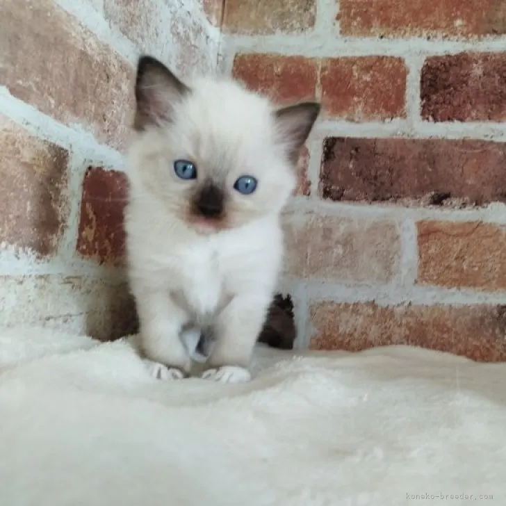ID：2307-02121の子猫
