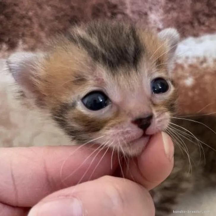 ID:2303-00864の子猫