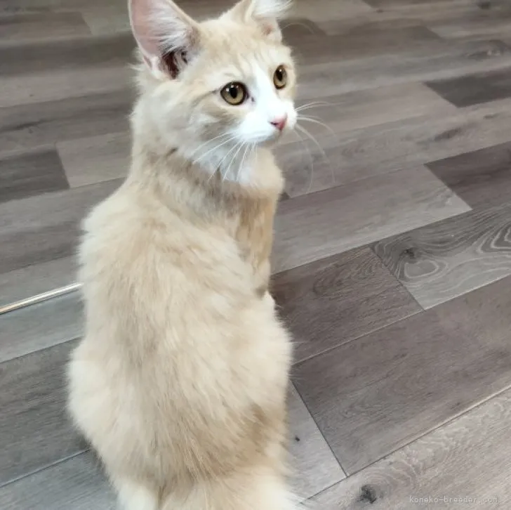 ID:2306-00542の子猫