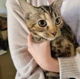 ベンガル【東京都・女の子・2023年7月6日・ブラウンスポットタビー】の写真1