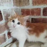 ノルウェージャンフォレストキャット【東京都・男の子・2023年4月21日・レッド&ホワイト】の写真1「ふわふわモコモコなおっとり君です。」