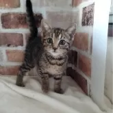 ベンガル【東京都・男の子・2023年12月25日・ブラウンスポテッドタビー】の写真1