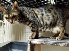 ベンガル【・女の子・2022年10月13日・ブラウンスポテッドタビー】