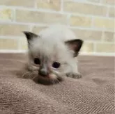 ラグドール【東京都・男の子・2024年1月27日・シールポイント】の写真2