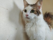 ノルウェージャンフォレストキャット【・女の子・2022年10月18日・キャリコ】