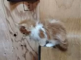 ノルウェージャンフォレストキャット【東京都・男の子・2023年12月2日・レッド&ホワイト】の写真3