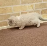 ラグドール【東京都・男の子・2024年1月27日・ブルーポイントバイカラー】の写真4