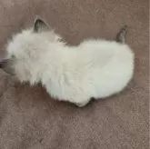 ラグドール【東京都・男の子・2024年1月27日・シールポイント】の写真5