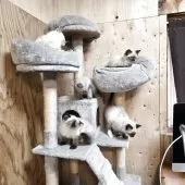 ラグドール【東京都・男の子・2025年2月24日・シールポイント】の写真10