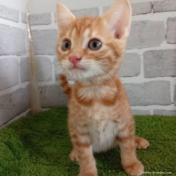 ID:2502-00464の子猫