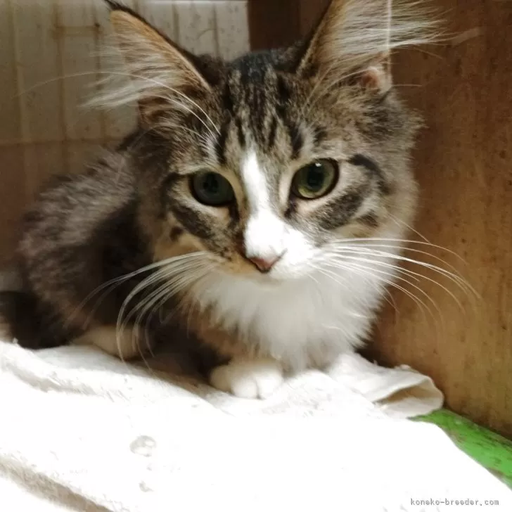 ノルウェージャンフォレストキャット【東京都・男の子・2025年6月1日・ブラウンタビー&amp;ホワイト】の写真1