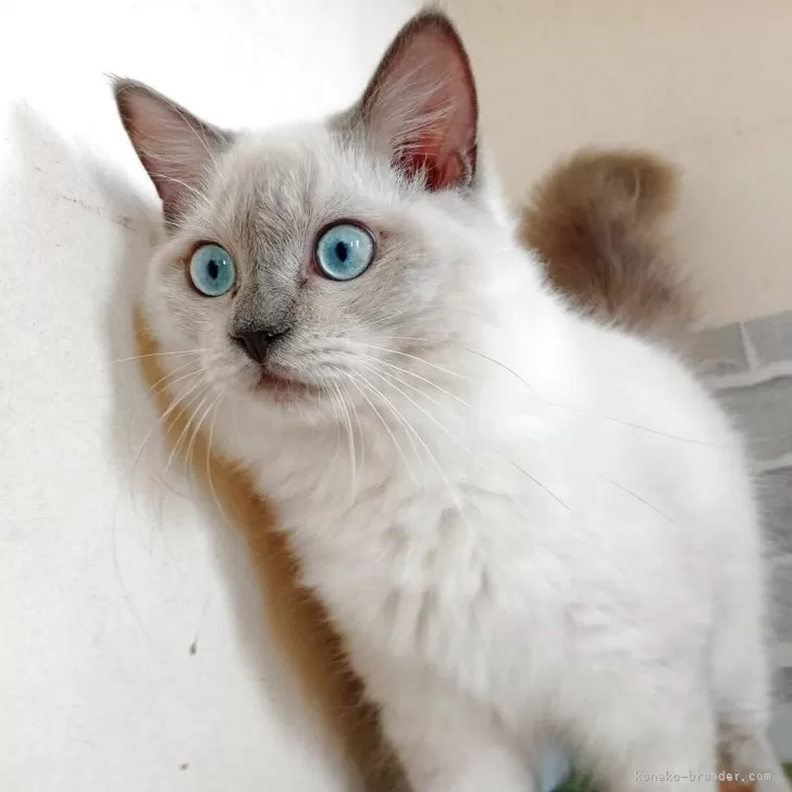 ID：2505-00879の子猫