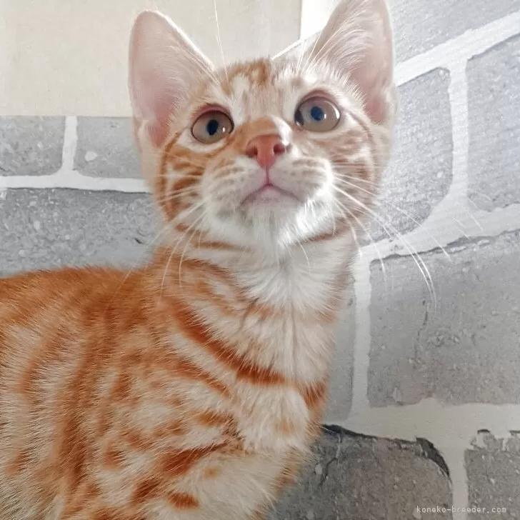 ベンガル【東京都・男の子・2025年6月28日・レッドスポテッドタビー】の写真1