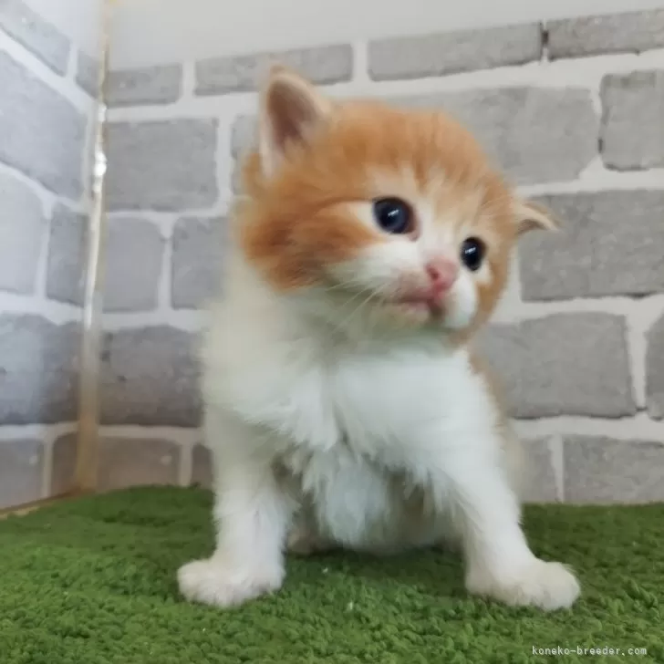 ID:2501-01206の子猫