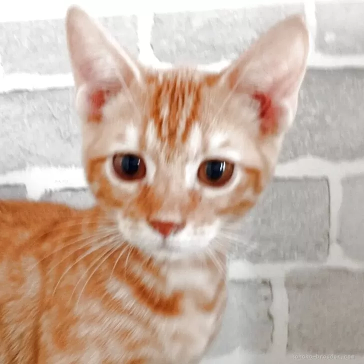 ID：2507-02616の子猫