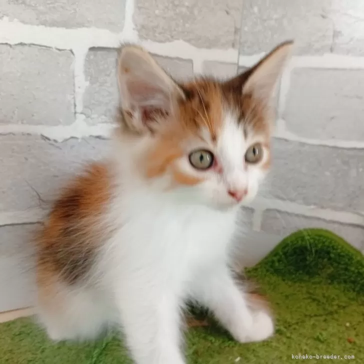 ID:2506-02946の子猫