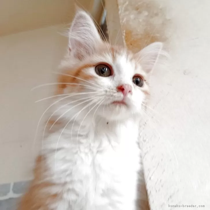 ID:2506-02938の子猫