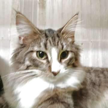ノルウェージャンフォレストキャット【東京都・男の子・2025年6月1日・ブラウンタビー&ホワイト】の写真「凛々しく成長しています」