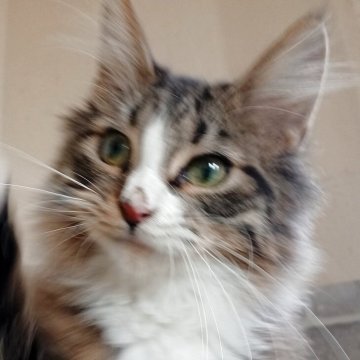 ノルウェージャンフォレストキャット【東京都・男の子・2025年6月1日・ブラウンタビー&ホワイト】の写真「食いしん坊なやんちゃボーイ」