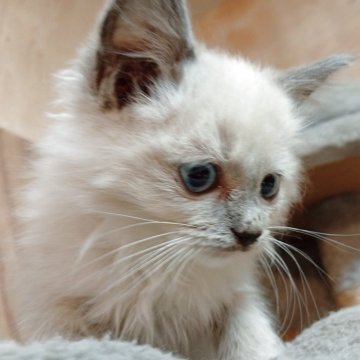 ラグドール【東京都・男の子・2025年9月18日・ブルーポイントミテッド】の写真「好奇心旺盛な元気な子です」