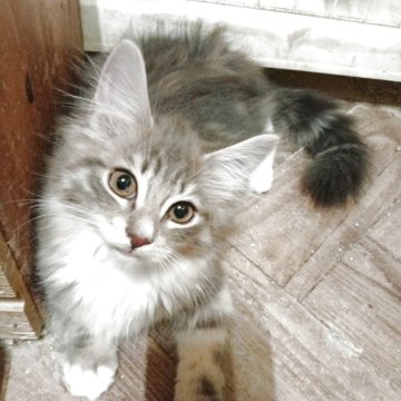 ノルウェージャンフォレストキャット【東京都・男の子・2025年7月20日・ブルーマッカレルタビー&ホワイト】の写真「食いしん坊な甘えん坊さん」