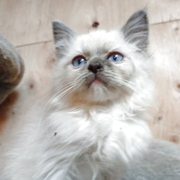 ラグドール【東京都・女の子・2025年9月18日・ブルーポイントミテッド】の写真「甘えん坊なおっとりさん」