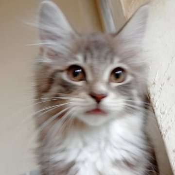 ノルウェージャンフォレストキャット【東京都・男の子・2025年7月20日・ブルーマッカレルタビー&ホワイト】の写真「食いしん坊な甘えん坊さん」