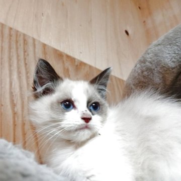 ラグドール【東京都・男の子・2025年9月18日・ブルーポイントバイカラー】の写真「マイペースなおっとりさん」