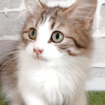 ノルウェージャンフォレストキャット【東京都・男の子・2025年6月1日・ブラウンタビー&ホワイト】の写真「とってもおっとりな甘えん坊」