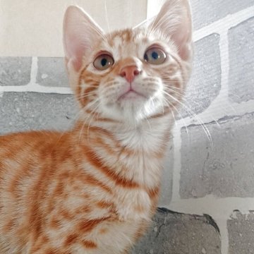 ベンガル【東京都・男の子・2025年6月28日・レッドスポテッドタビー】の写真「元気いっぱい甘えん坊です!」