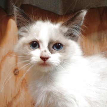 ラグドール【東京都・男の子・2025年9月18日・ブルーポイントバイカラー】の写真「マイペースなおっとりさん」