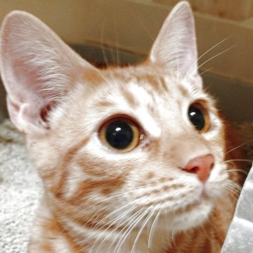 ベンガル【東京都・男の子・2025年6月28日・レッドスポテッドタビー】の写真「元気いっぱい甘えん坊です!」