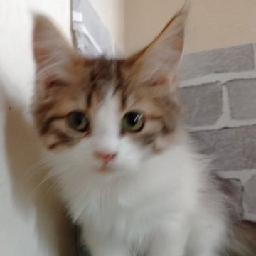 ノルウェージャンフォレストキャット【東京都・男の子・2025年6月1日・ブラウンタビー&ホワイト】の写真「とってもおっとりな甘えん坊」
