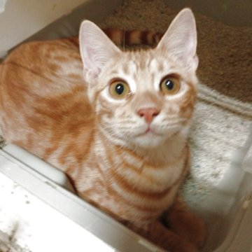 ベンガル【東京都・男の子・2025年6月28日・レッドスポテッドタビー】の写真「元気いっぱい甘えん坊です!」