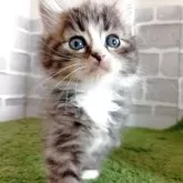 ノルウェージャンフォレストキャット