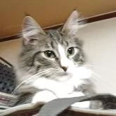 ノルウェージャンフォレストキャット