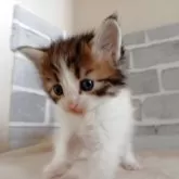 ノルウェージャンフォレストキャット