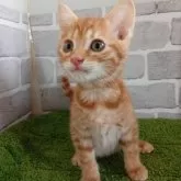 ベンガル【東京都・男の子・2025年1月12日・レッドスポテッドタビー】の写真1